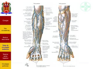 Anatomia do sistema circulatório
Coração
Vias
circulatórias
Aorta e
seus ramos
Veias da
circulação
sistêmica
Sistema
porta
hepática
Circulação
pulmonar
 