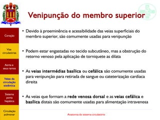 Anatomia do sistema circulatório
Venipunção do membro superior
●
Devido à proeminência e acessibilidade das veias superficiais do
membro superior, são comumente usadas para venipunção
●
Podem estar engastadas no tecido subcutâneo, mas a obstrução do
retorno venoso pela aplicação de torniquete as dilata
●
As veias intermédias basílica ou cefálica são comumente usadas
para venipunção para retirada de sangue ou cateterização cardíaca
direita
●
As veias que formam a rede venosa dorsal e as veias cefálica e
basílica distais são comumente usadas para alimentação intravenosa
Coração
Vias
circulatórias
Aorta e
seus ramos
Veias da
circulação
sistêmica
Sistema
porta
hepática
Circulação
pulmonar
 