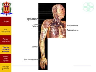 Anatomia do sistema circulatório
Jugular externa
Jugular interna
Cefálica
Axilar
Cefálica
Rede venosa dorsal
Braquiocefálica
Torácica interna
Coração
Vias
circulatórias
Aorta e
seus ramos
Veias da
circulação
sistêmica
Sistema
porta
hepática
Circulação
pulmonar
 