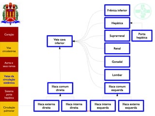 Anatomia do sistema circulatório
Veia cava
inferior
Lombar
Gonadal
Ilíaca comum
direita
Ilíaca comum
esquerda
Ilíaca externa
direita
Ilíaca interna
direita
Ilíaca interna
esquerda
Ilíaca externa
esquerda
Renal
Suprarrenal
Frênica inferior
HepáticaHepática
Porta
hepática
Coração
Vias
circulatórias
Aorta e
seus ramos
Veias da
circulação
sistêmica
Sistema
porta
hepática
Circulação
pulmonar
 