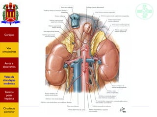 Anatomia do sistema circulatório
Coração
Vias
circulatórias
Aorta e
seus ramos
Veias da
circulação
sistêmica
Sistema
porta
hepática
Circulação
pulmonar
 