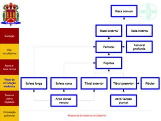 Anatomia do sistema circulatório
Arco dorsal
venoso
Safena longa Safena curta Tibial anterior Tibial posterior
Arco venoso
plantar
Fibular
Poplítea
Femoral
Iliaca externa Iliaca interna
Iliaca comum
Femoral
profunda
Coração
Vias
circulatórias
Aorta e
seus ramos
Veias da
circulação
sistêmica
Sistema
porta
hepática
Circulação
pulmonar
 