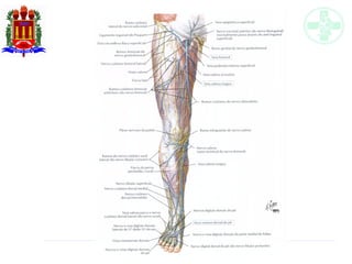 Anatomia do sistema circulatório
 