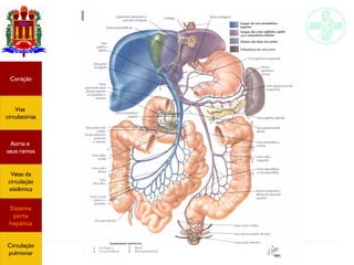 Anatomia do sistema circulatório
Coração
Vias
circulatórias
Aorta e
seus ramos
Veias da
circulação
sistêmica
Sistema
porta
hepática
Circulação
pulmonar
 