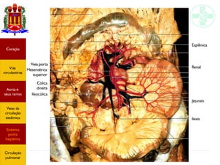Anatomia do sistema circulatório
Veia porta
Mesentérica
superior
Cólica
direita
Ileocólica
Esplênica
Renal
Jejunais
Ileais
Coração
Vias
circulatórias
Aorta e
seus ramos
Veias da
circulação
sistêmica
Sistema
porta
hepática
Circulação
pulmonar
 