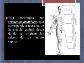  Esta

constituida
por
segmentos medulares, que
corresponde a una área de
la medula espinal desde
donde se originan las
raíces de un nervio
espinal.

 