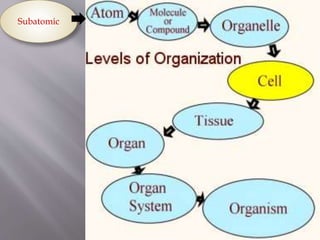 5 level of organization new | PPTX