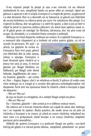 153
S-au repezit piept la piept şi aşa s-au ciocnit, că au zburat
amândouă în sus, umplând tinda cu pene albe şi cenuşii. Apoi un
gânsac a apucat-o de-o aripă, Cenuşica l-a ciupit de picior, şi gânsacul
i-a dat drumul. Dar n-a dovedit să se întoarcă, şi gâscă cea bătrână
de acum hohotea cu câteva pene pe care i le smulsese din piept. S-a
repezit la dânsa, dar un gânsac i-a sărit în spate, a dat-o jos şi într-o
clipă în jurul ei şuierau atâtea pliscuri, că, dacă mai apărea unul, n-
ar fi găsit pene să smulgă. Se fărâma, sărmana, dar nu ştia cum să
scape. Şi, deodată, i s-a năzărit fusta cenuşie a mătuşii.
Mătuşa era însă departe, mătuşa nu venea. S-a opintit Cenuşica, s-
a smuncit din răsputeri şi a trebuit să culce patru gâşte, ca să se
scoale în picioare. Pe uşă – şi
afară, cu gâştele în urma ei.
Cenuşica face trei paşi, gâscă
cea bătrână doi şi uite amuş,
amuş o ajunge. Cenuşica a
luat drumul spre răsărit şi o
ţinea tot una şi una. A trecut
glonte pe lângă fântâna cu
băltoacă, pe lângă cele două
lobode, îngălbenite de amu –
ea înainte, gâştele – pe urma
ei. Dar – fugea, fugea, căci i se năzărea o fustă, îi părea că vede cum
vine mătuşa cu o vargă şi o scoate din gheara neînduplecaţilor săi
duşmani. Încă nici nu ajunsese bine la răsărit, când a început a ţipa
de departe:
– Ma-ac! Ma-ac!
Şi aşa se luase cu strigătul, că a simţit lângă aripă un plisc.
– Ma-ac! Ma-ac!
Ea – înainte, gâştele – din urmă şi n-o slăbesc măcar mori.
De câteva ori a trecut răsărita dintr-un capăt în altul, dar mătuşa
nu i se repede în ajutor. Biata pasăre, de unde avea ea să ştie că
răsărita a început a se coace, şi când se coace răsărita, stăpânul nu
mai vine s-o prăşească; când începe a se coace răsărita, stăpânii
pornesc prin musafirie...
Slăbită de puteri, Cenuşica s-a poticnit lângă un pelin – un cârd
întreg de gâşte s-a vărsat peste dânsa, umplând pământul cu pene
Право для безоплатного розміщення підручника в мережі Інтернет має
Міністерство освіти і науки України http://mon.gov.ua/ та Інститут модернізації змісту освіти https://imzo.gov.ua
 