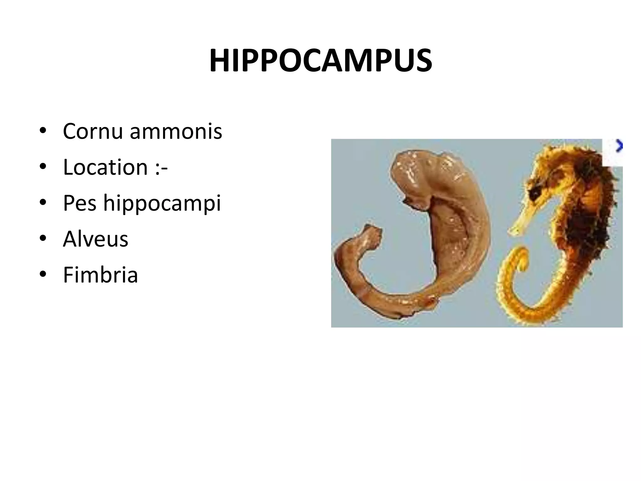 HIPPOCAMPUS
•   Cornu ammonis
•   Location :-
•   Pes hippocampi
•   Alveus
•   Fimbria
 