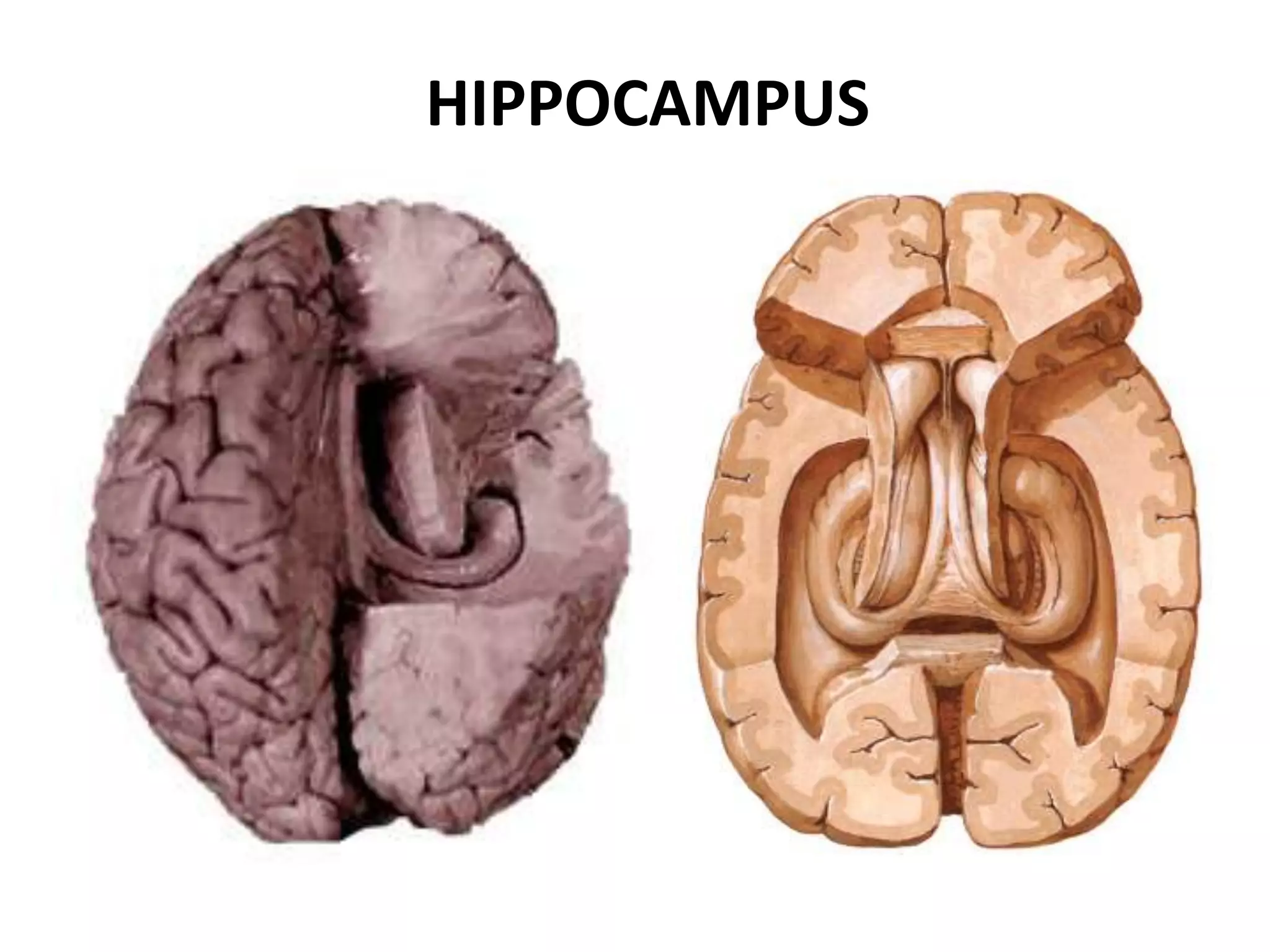 HIPPOCAMPUS
 