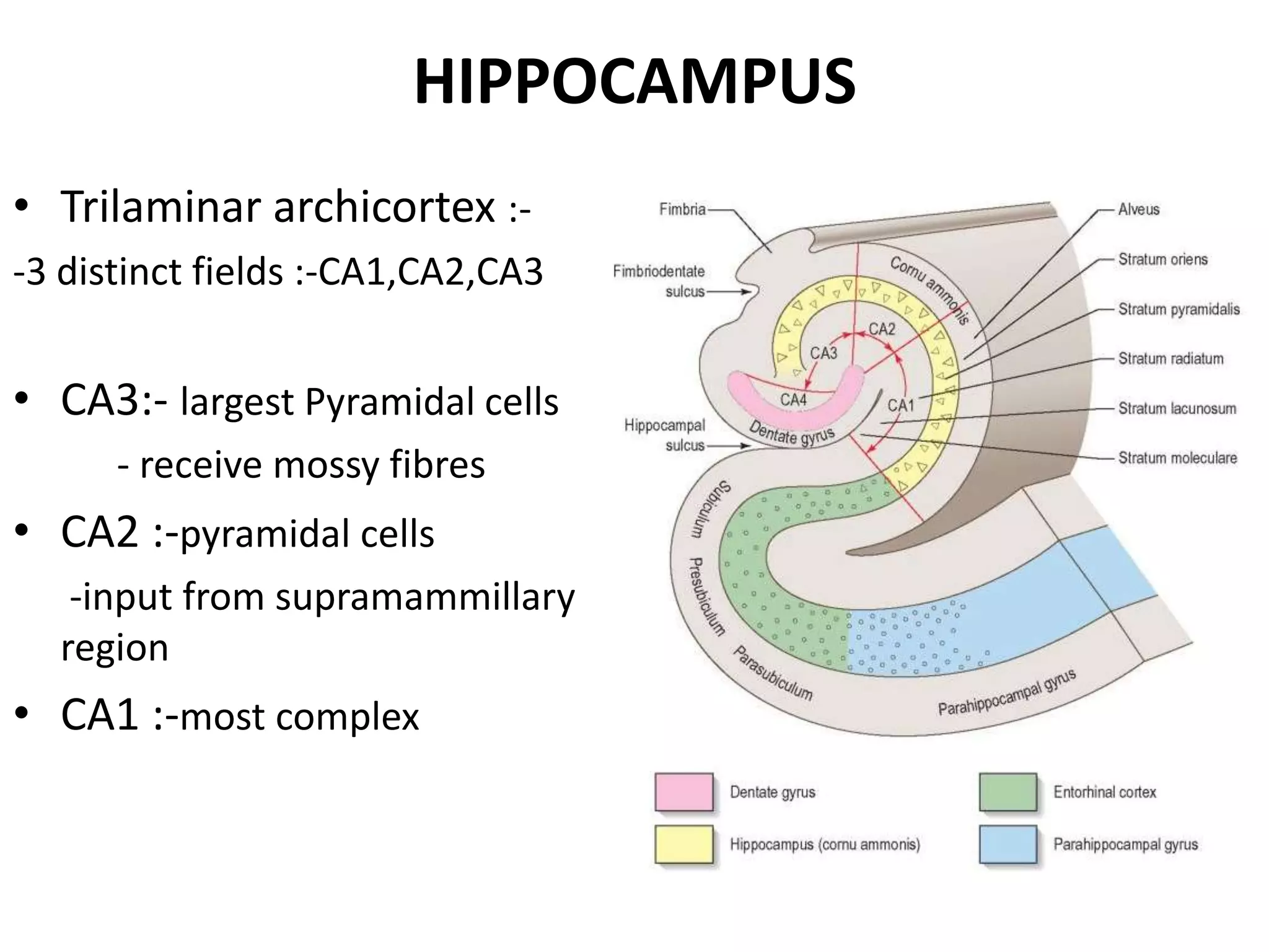 HIPPOCAMPUS
• Trilaminar archicortex :-
-3 distinct fields :-CA1,CA2,CA3


• CA3:- largest Pyramidal cells
      - receive mossy fibres
• CA2 :-pyramidal cells
   -input from supramammillary
  region
• CA1 :-most complex
 