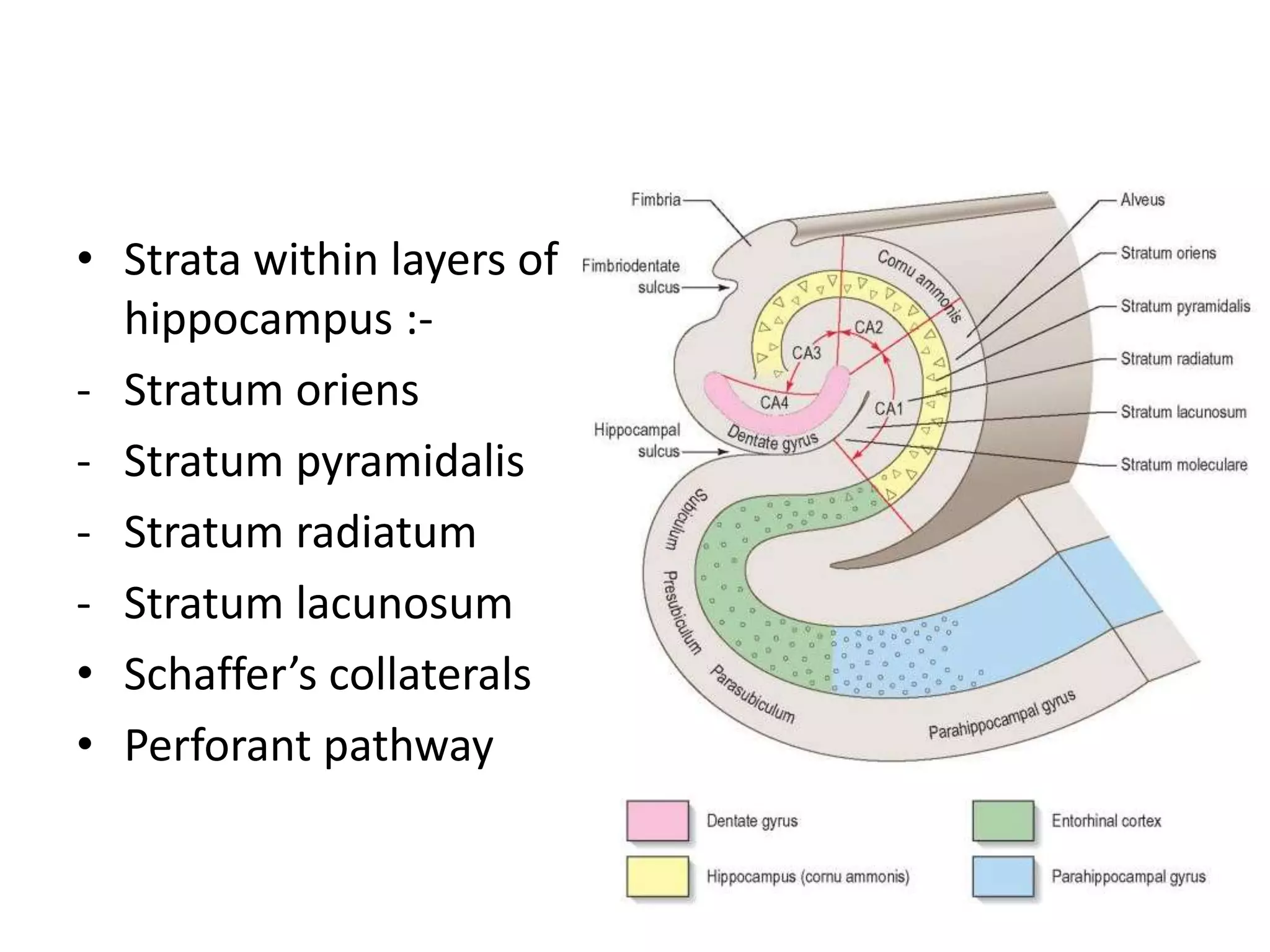 • Strata within layers of
  hippocampus :-
- Stratum oriens
- Stratum pyramidalis
- Stratum radiatum
- Stratum lacunosum
• Schaffer’s collaterals
• Perforant pathway
 