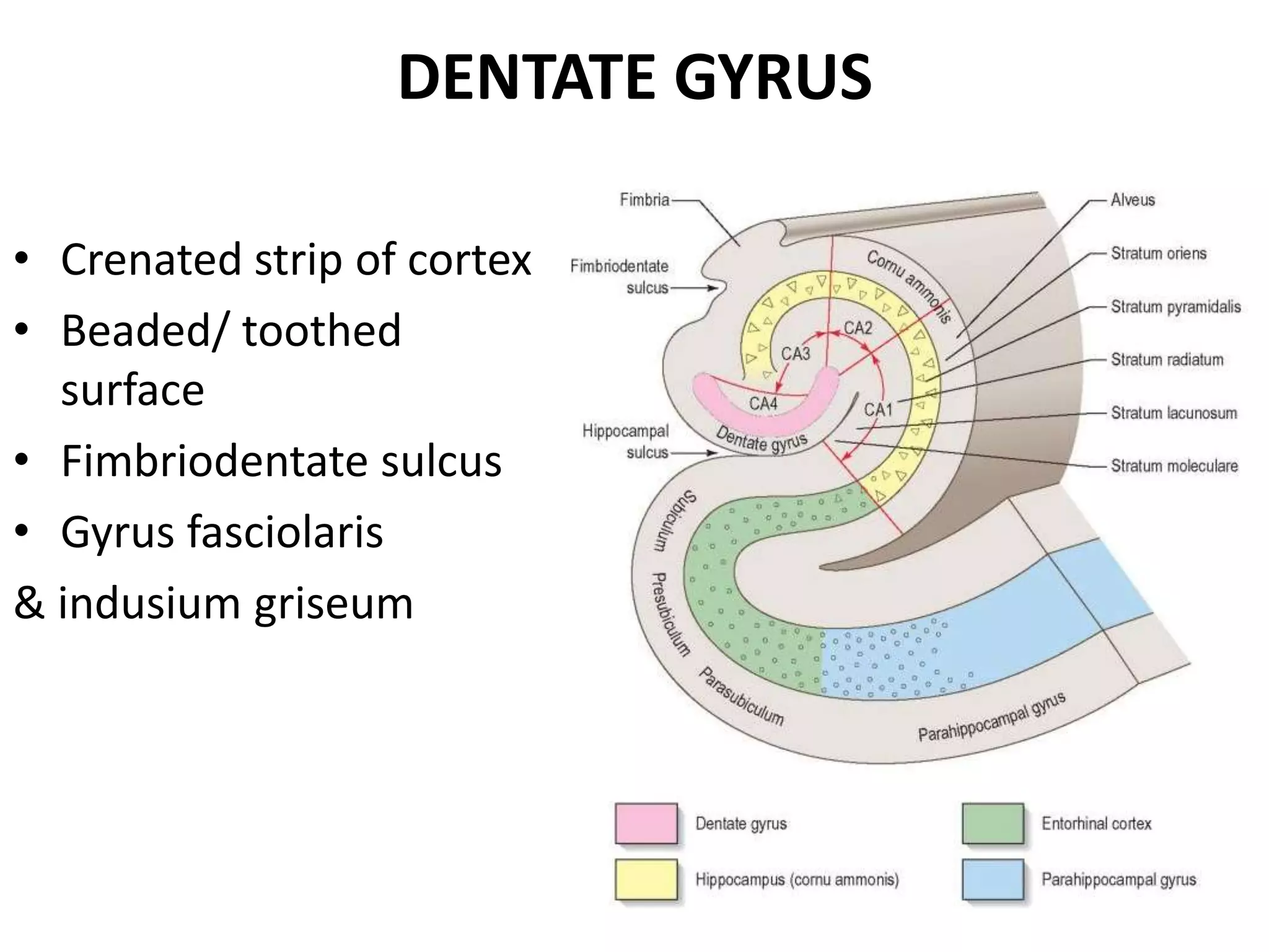 DENTATE GYRUS

• Crenated strip of cortex
• Beaded/ toothed
  surface
• Fimbriodentate sulcus
• Gyrus fasciolaris
& indusium griseum
 