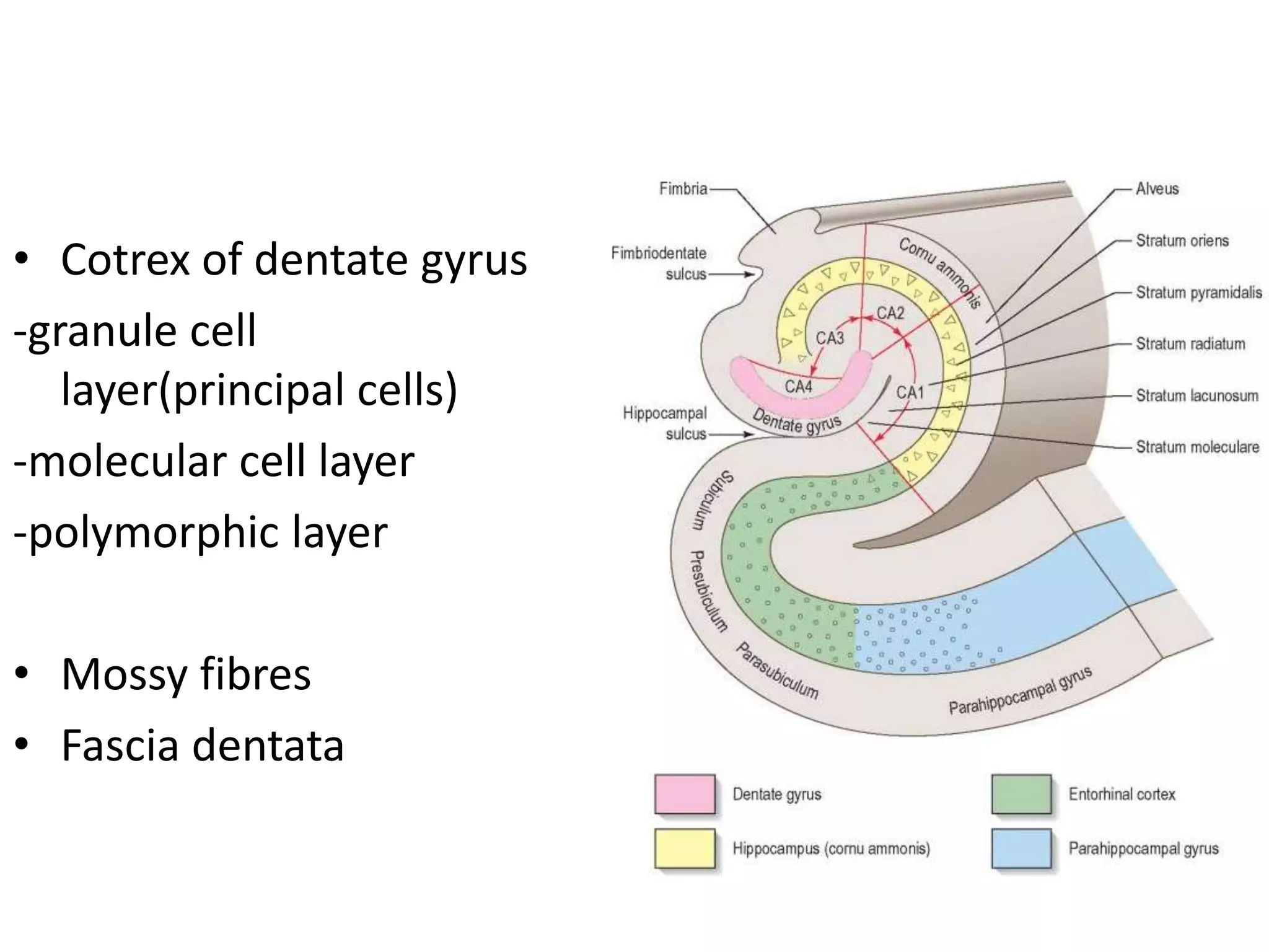 • Cotrex of dentate gyrus
-granule cell
   layer(principal cells)
-molecular cell layer
-polymorphic layer

• Mossy fibres
• Fascia dentata
 