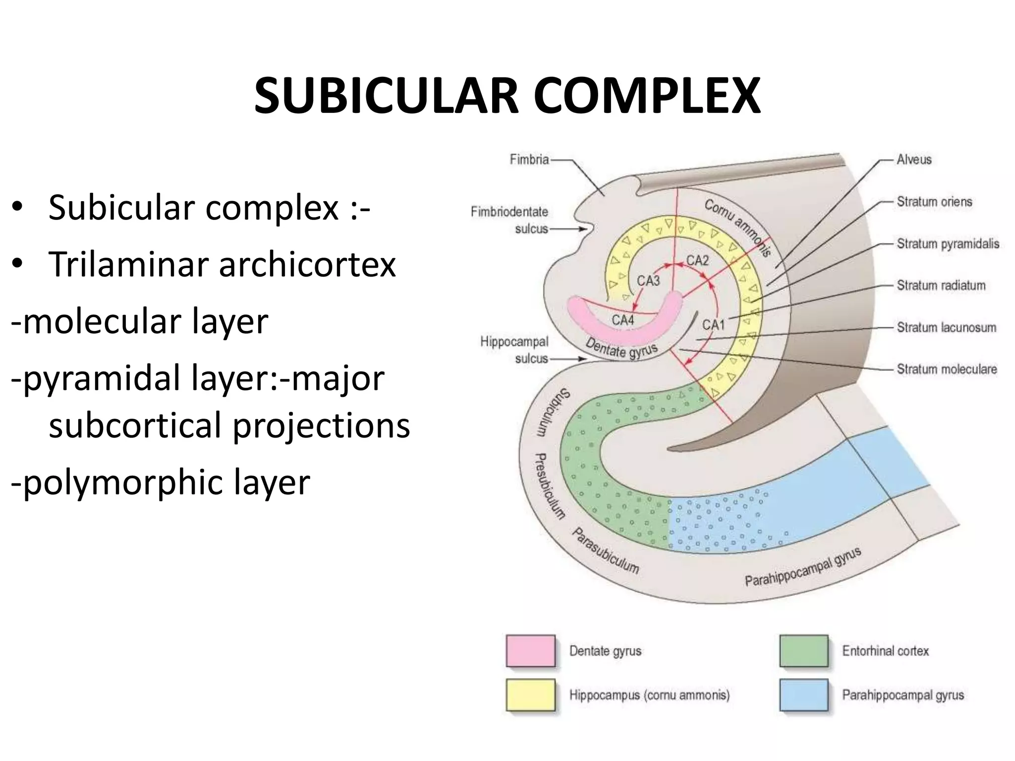 SUBICULAR COMPLEX
• Subicular complex :-
• Trilaminar archicortex
-molecular layer
-pyramidal layer:-major
  subcortical projections
-polymorphic layer
 