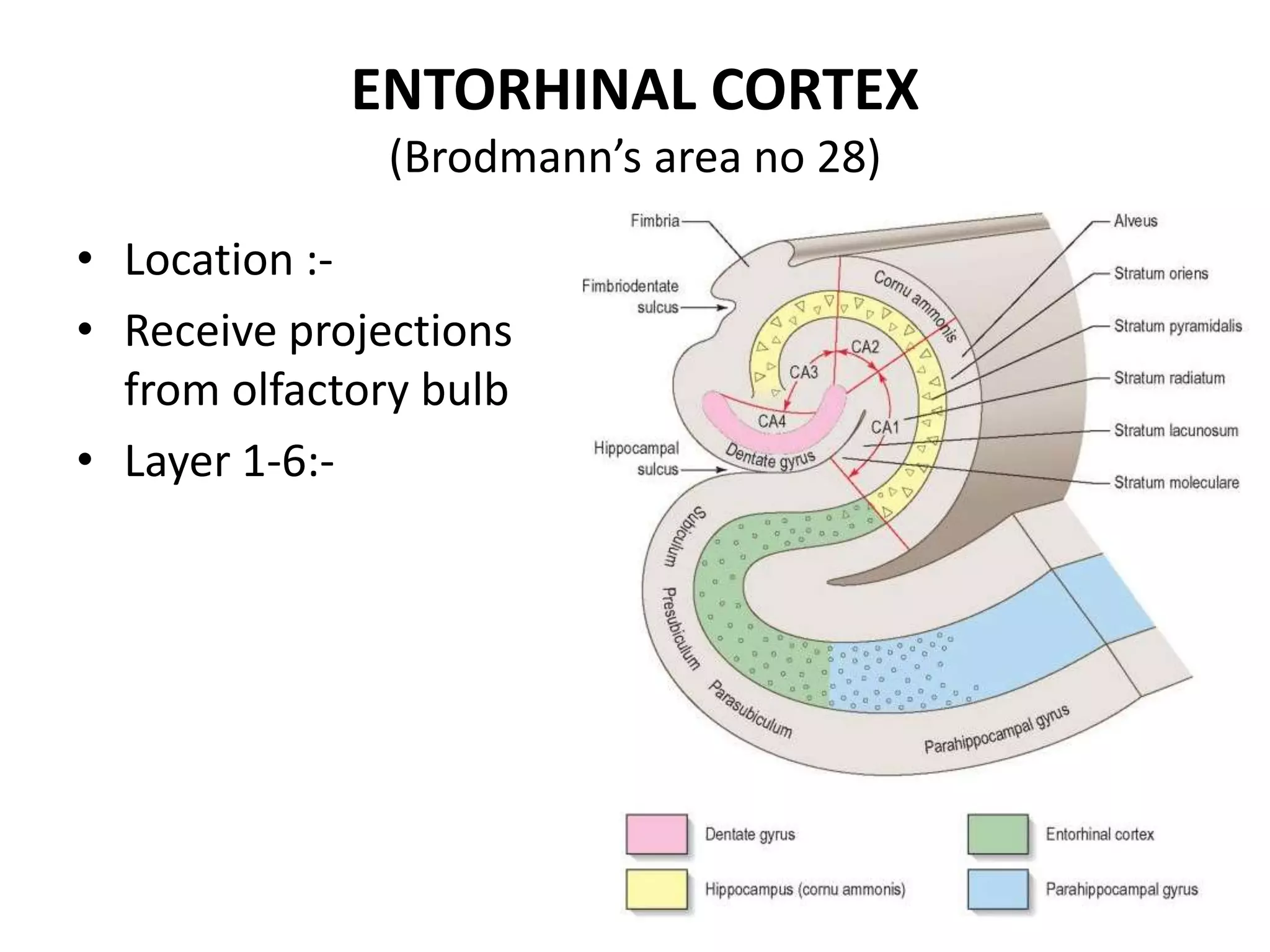ENTORHINAL CORTEX
               (Brodmann’s area no 28)

• Location :-
• Receive projections
  from olfactory bulb
• Layer 1-6:-
 