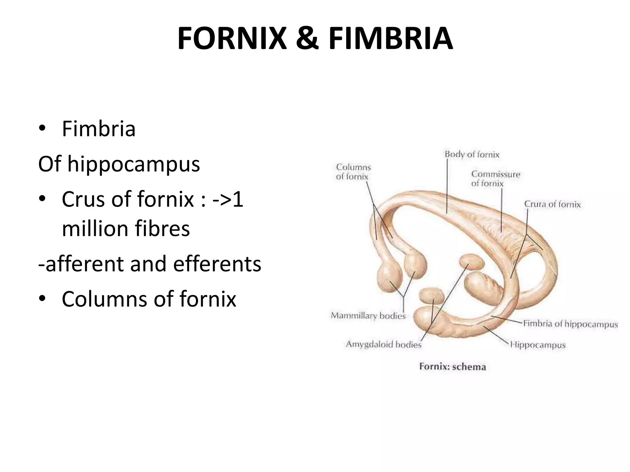 FORNIX & FIMBRIA

• Fimbria
Of hippocampus
• Crus of fornix : ->1
   million fibres
-afferent and efferents
• Columns of fornix
 