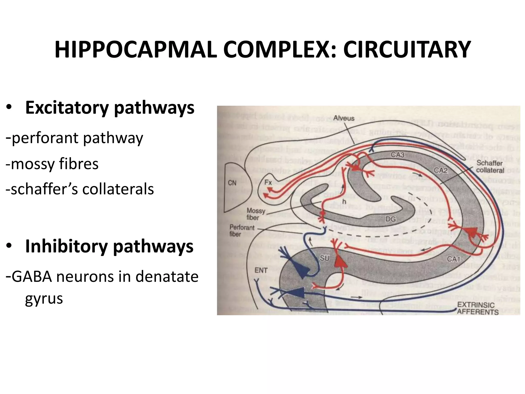 HIPPOCAPMAL COMPLEX: CIRCUITARY

• Excitatory pathways
-perforant pathway
-mossy fibres
-schaffer’s collaterals


• Inhibitory pathways
-GABA neurons in denatate
   gyrus
 