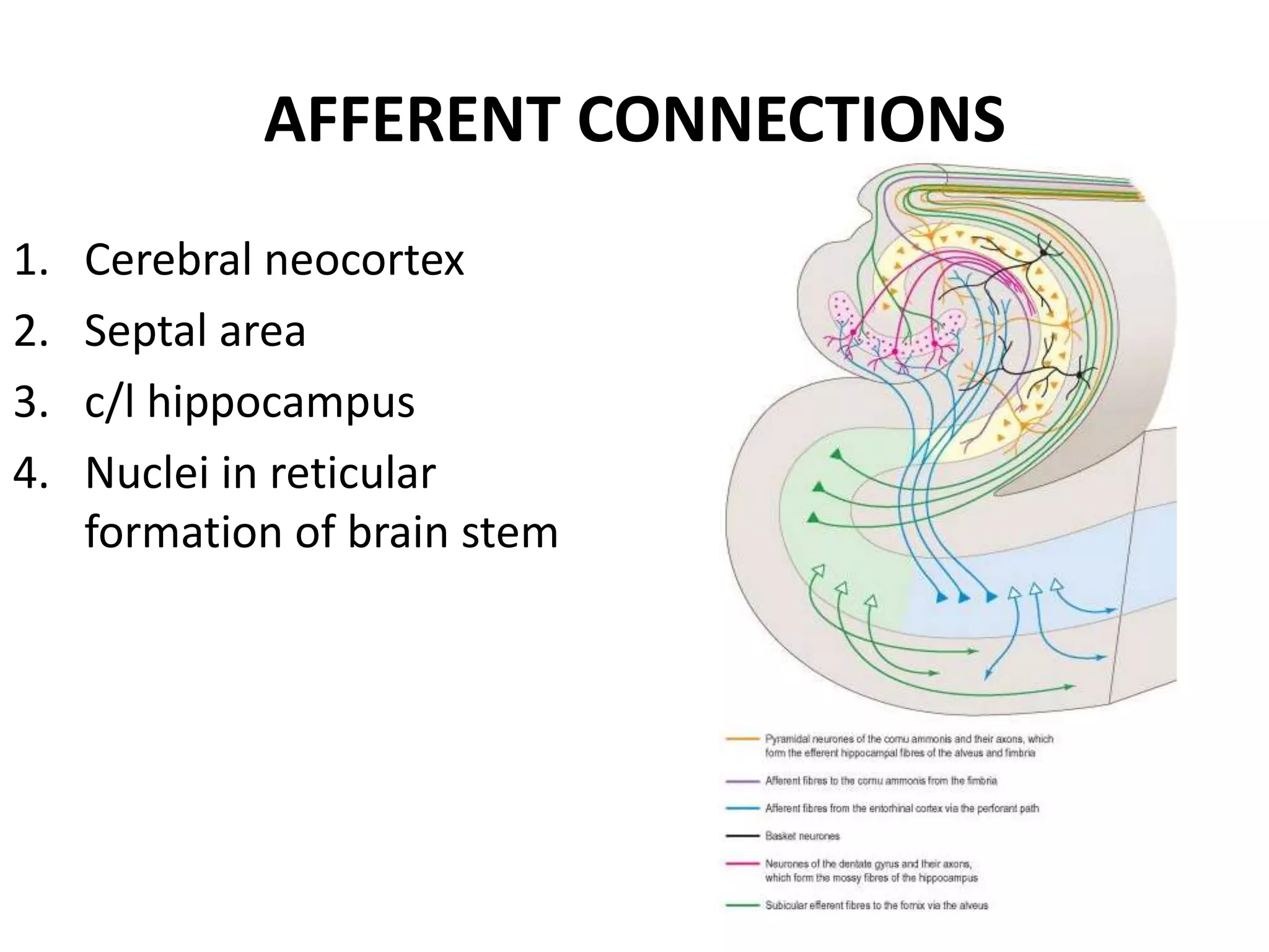 AFFERENT CONNECTIONS
1.   Cerebral neocortex
2.   Septal area
3.   c/l hippocampus
4.   Nuclei in reticular
     formation of brain stem
 