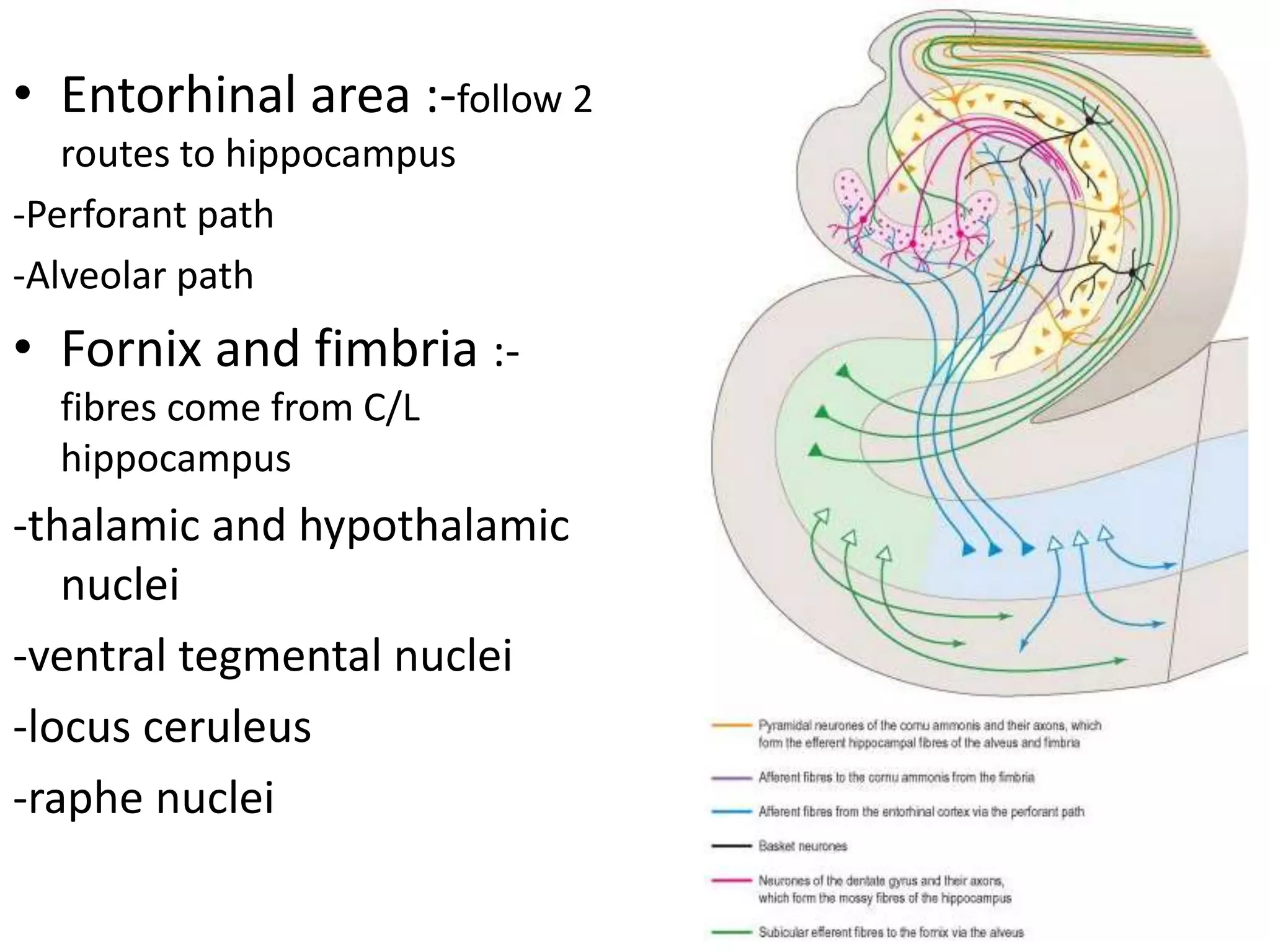 • Entorhinal area :-follow 2
   routes to hippocampus
-Perforant path
-Alveolar path
• Fornix and fimbria :-
  fibres come from C/L
  hippocampus
-thalamic and hypothalamic
   nuclei
-ventral tegmental nuclei
-locus ceruleus
-raphe nuclei
 