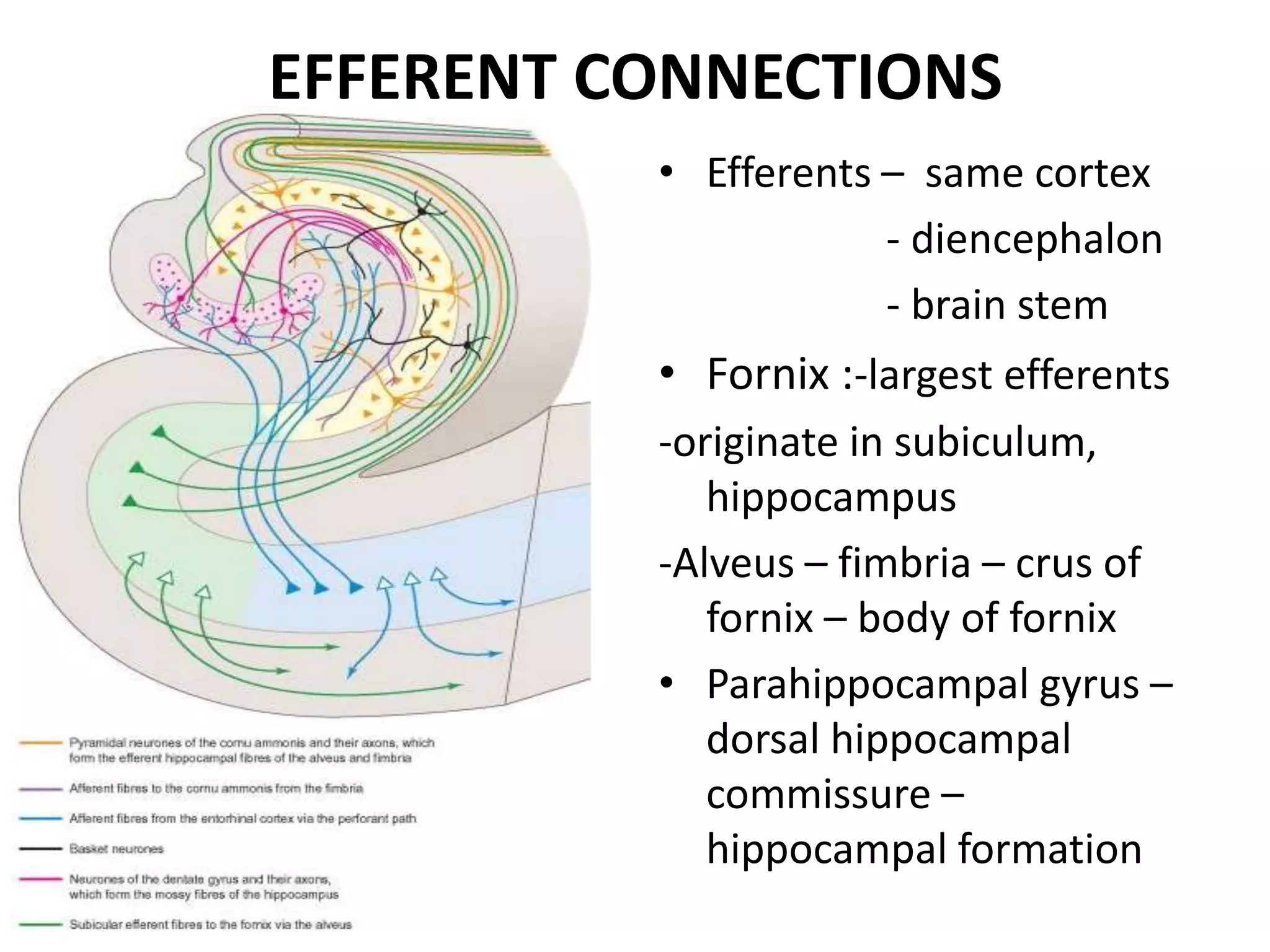 EFFERENT CONNECTIONS
          • Efferents – same cortex
                      - diencephalon
                      - brain stem
          • Fornix :-largest efferents
          -originate in subiculum,
             hippocampus
          -Alveus – fimbria – crus of
             fornix – body of fornix
          • Parahippocampal gyrus –
             dorsal hippocampal
             commissure –
             hippocampal formation
 