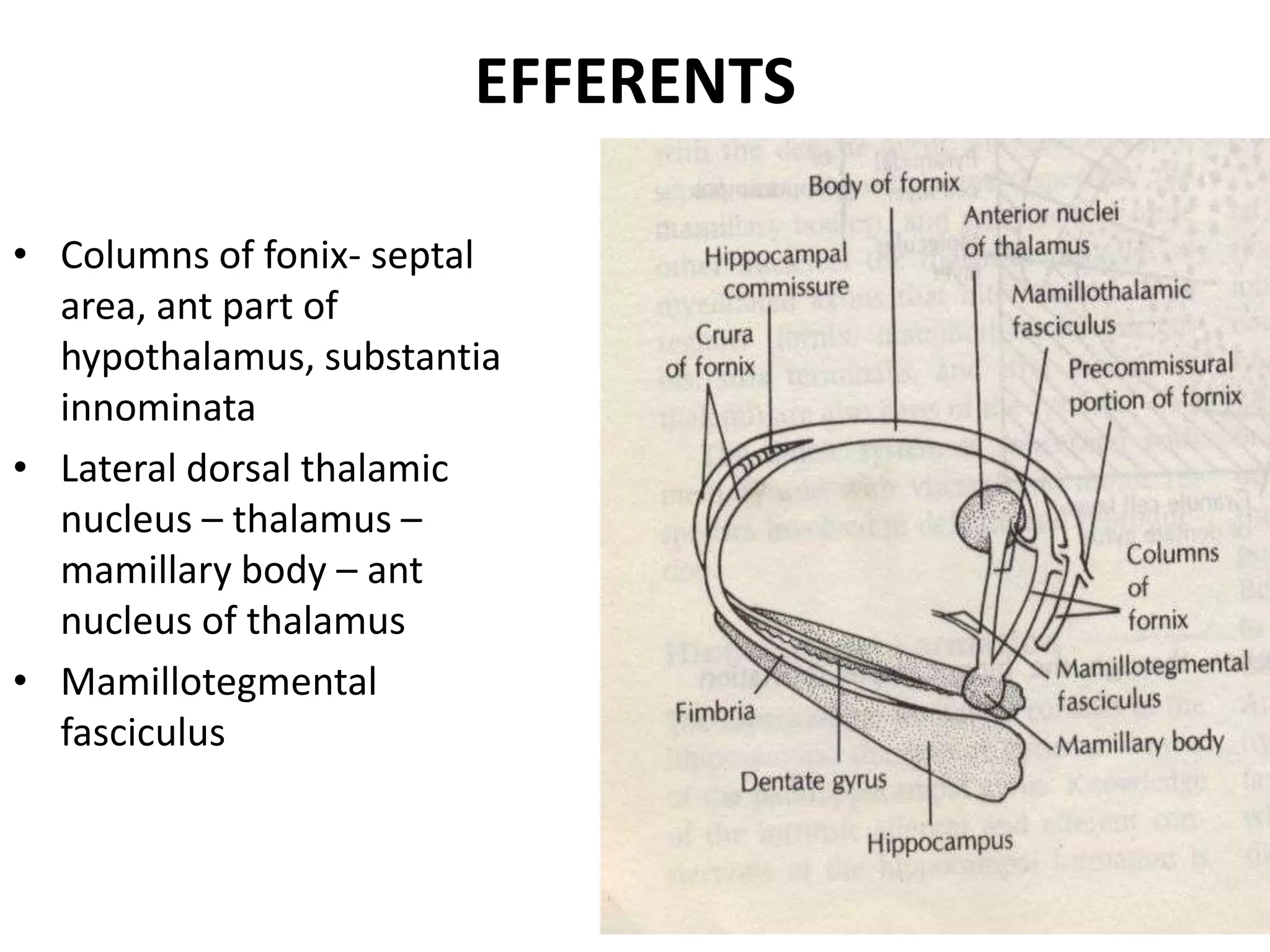 EFFERENTS

• Columns of fonix- septal
  area, ant part of
  hypothalamus, substantia
  innominata
• Lateral dorsal thalamic
  nucleus – thalamus –
  mamillary body – ant
  nucleus of thalamus
• Mamillotegmental
  fasciculus
 