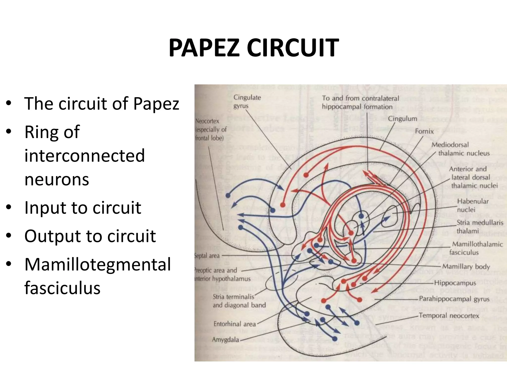 PAPEZ CIRCUIT
• The circuit of Papez
• Ring of
  interconnected
  neurons
• Input to circuit
• Output to circuit
• Mamillotegmental
  fasciculus
 