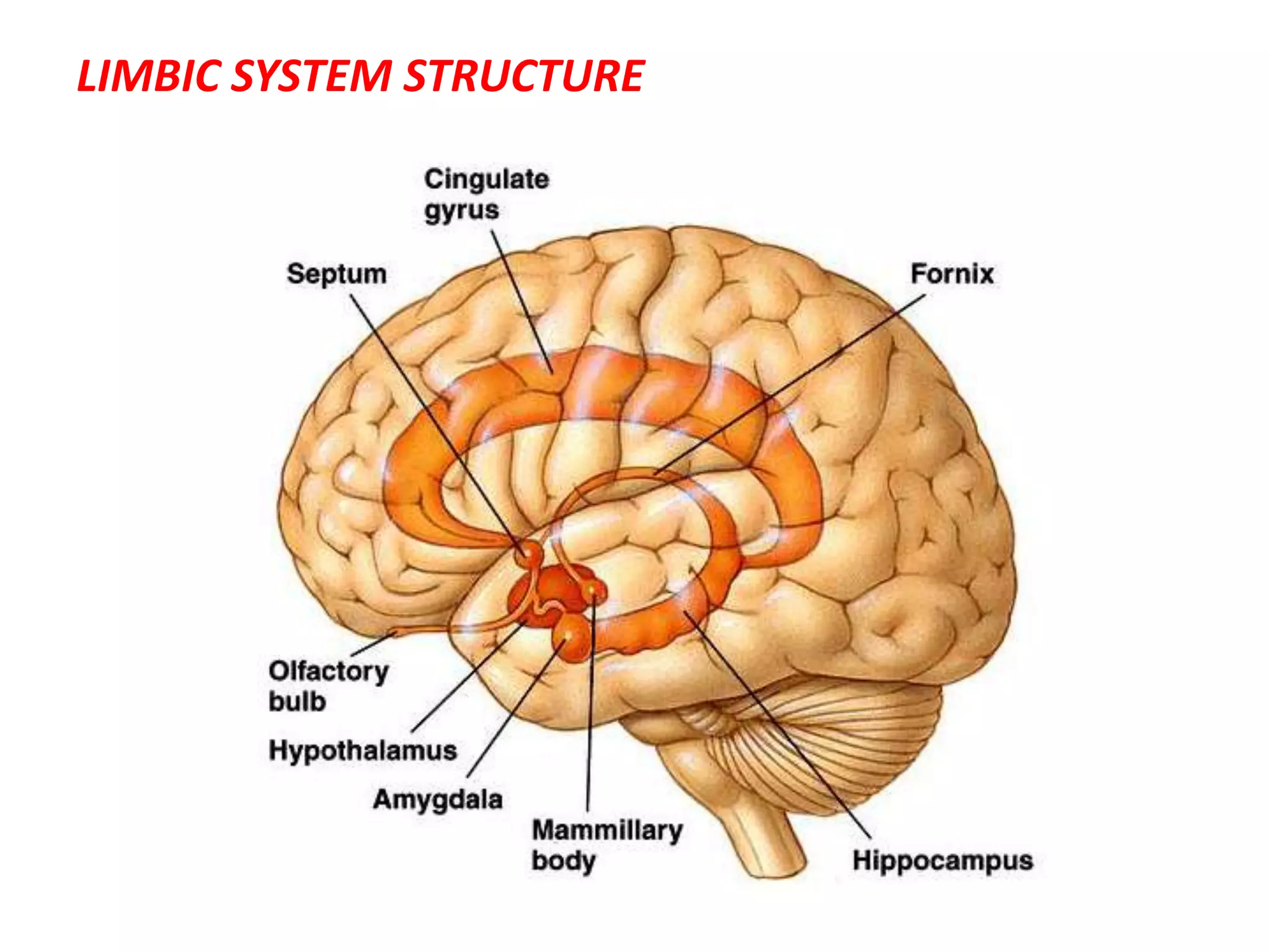 LIMBIC SYSTEM STRUCTURE
 