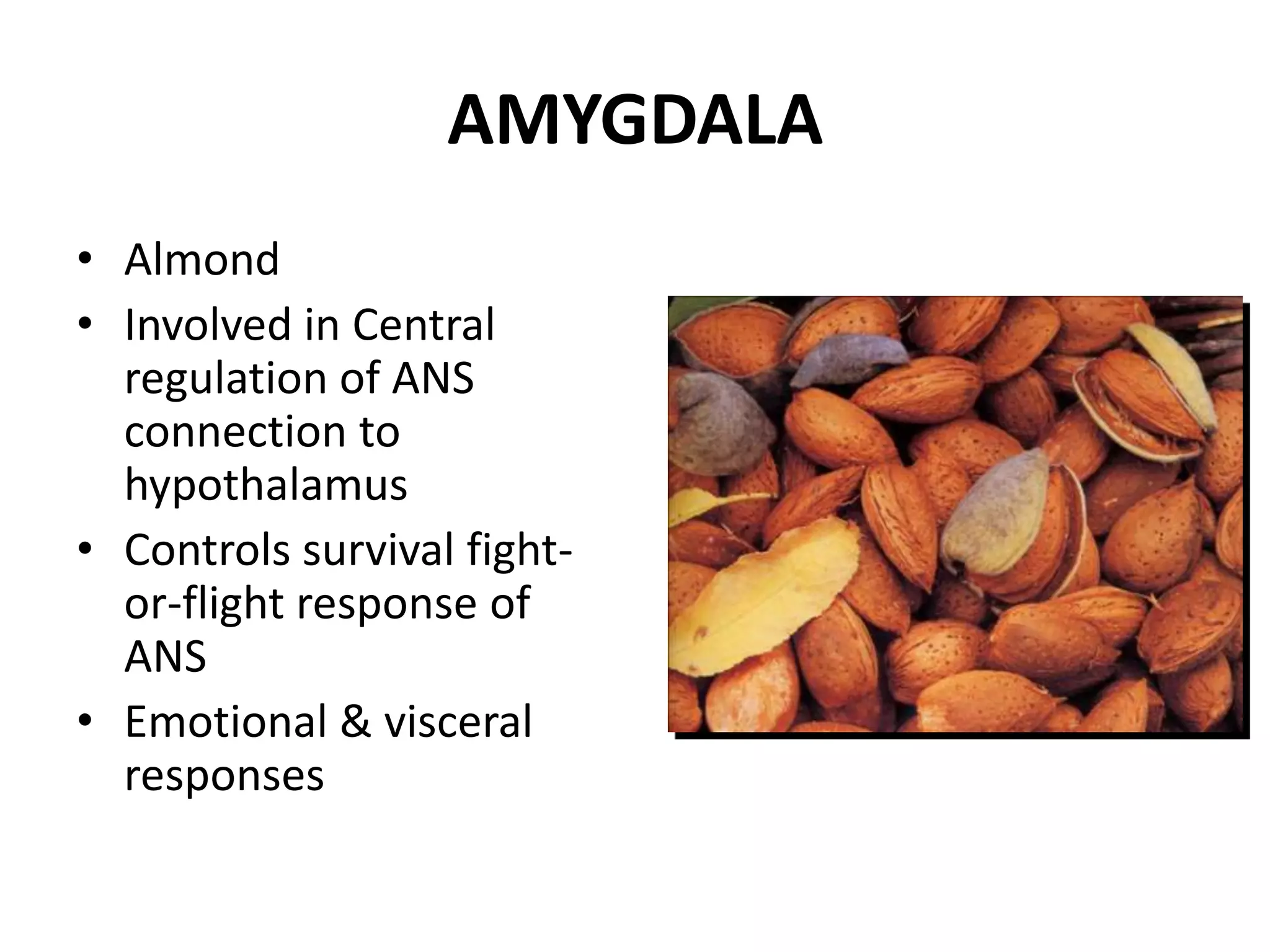 AMYGDALA
• Almond
• Involved in Central
  regulation of ANS
  connection to
  hypothalamus
• Controls survival fight-
  or-flight response of
  ANS
• Emotional & visceral
  responses
 