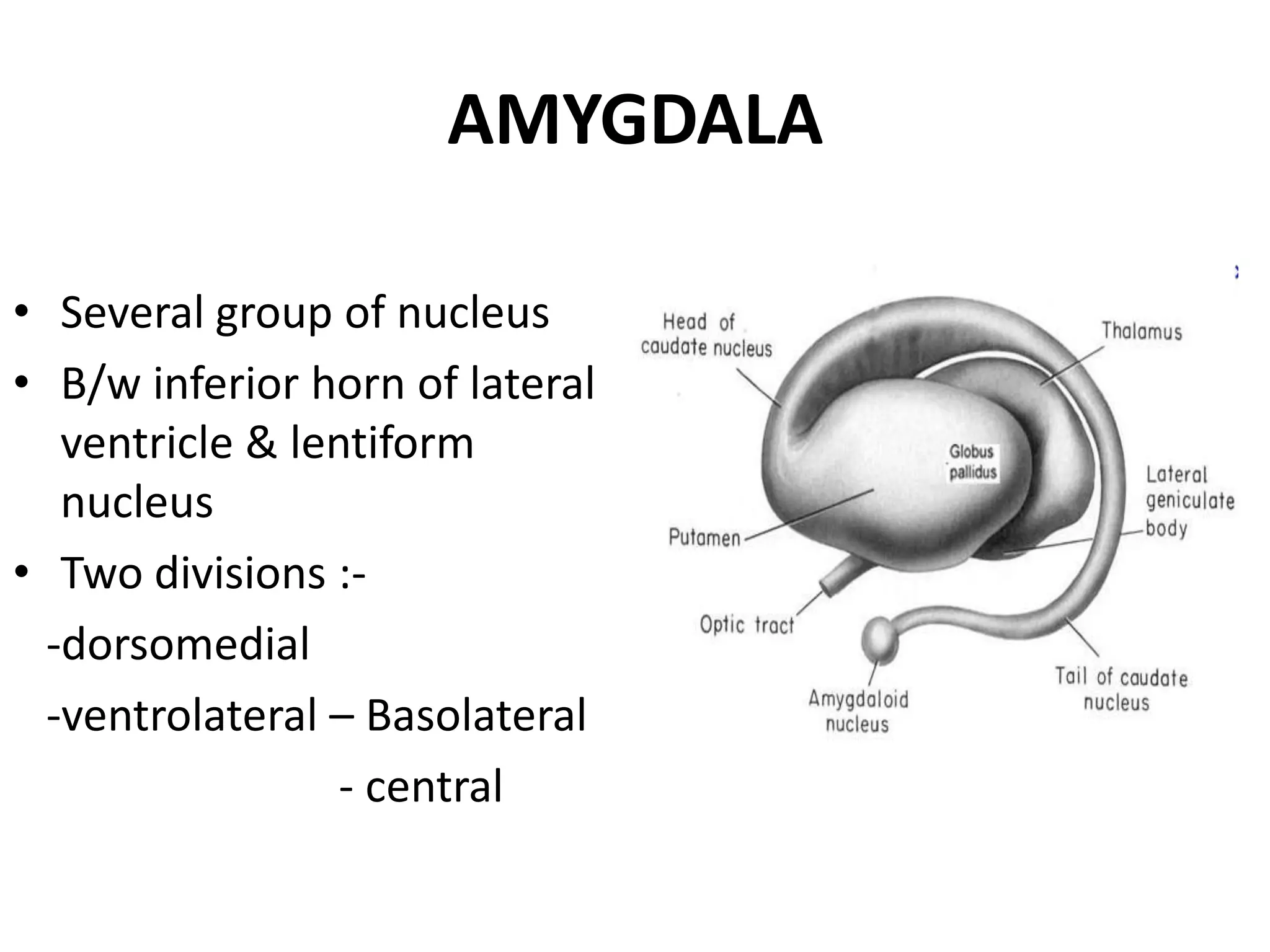 AMYGDALA

• Several group of nucleus
• B/w inferior horn of lateral
   ventricle & lentiform
   nucleus
• Two divisions :-
  -dorsomedial
  -ventrolateral – Basolateral
                  - central
 