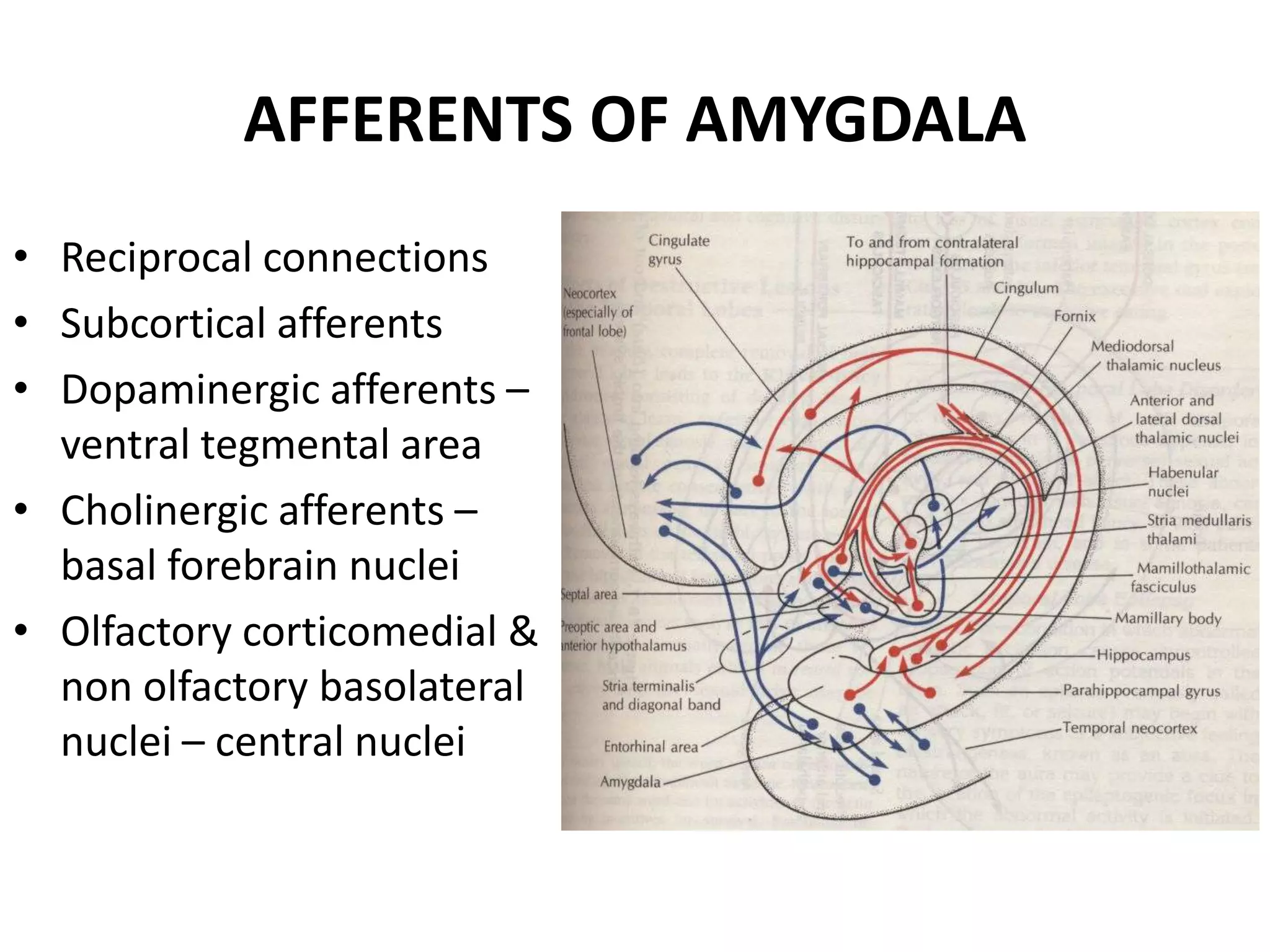 AFFERENTS OF AMYGDALA
• Reciprocal connections
• Subcortical afferents
• Dopaminergic afferents –
  ventral tegmental area
• Cholinergic afferents –
  basal forebrain nuclei
• Olfactory corticomedial &
  non olfactory basolateral
  nuclei – central nuclei
 