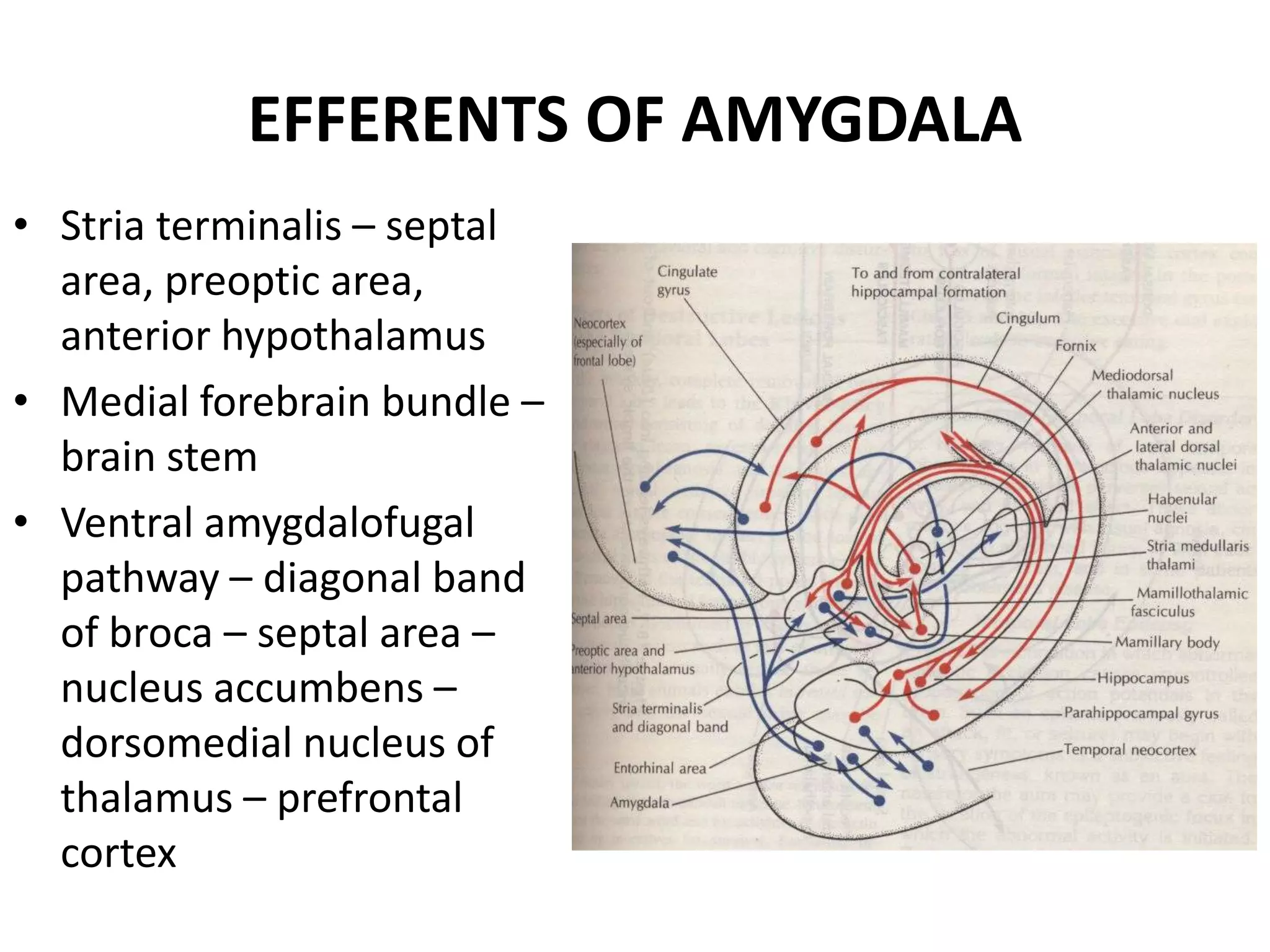 EFFERENTS OF AMYGDALA
• Stria terminalis – septal
  area, preoptic area,
  anterior hypothalamus
• Medial forebrain bundle –
  brain stem
• Ventral amygdalofugal
  pathway – diagonal band
  of broca – septal area –
  nucleus accumbens –
  dorsomedial nucleus of
  thalamus – prefrontal
  cortex
 