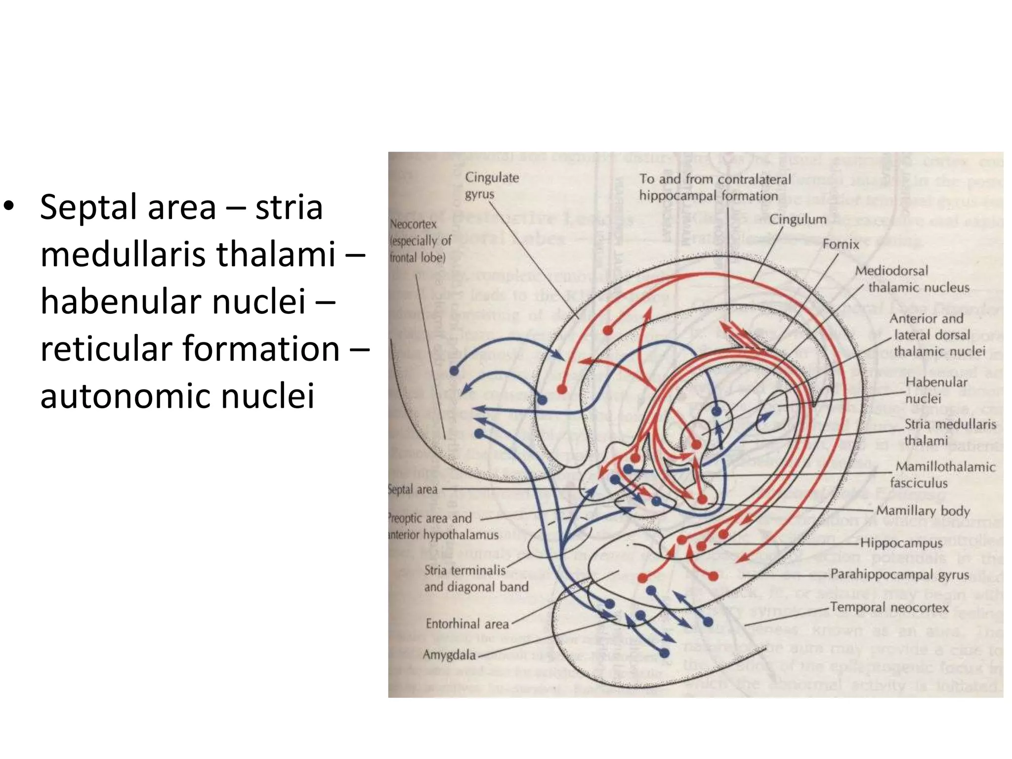 • Septal area – stria
  medullaris thalami –
  habenular nuclei –
  reticular formation –
  autonomic nuclei
 