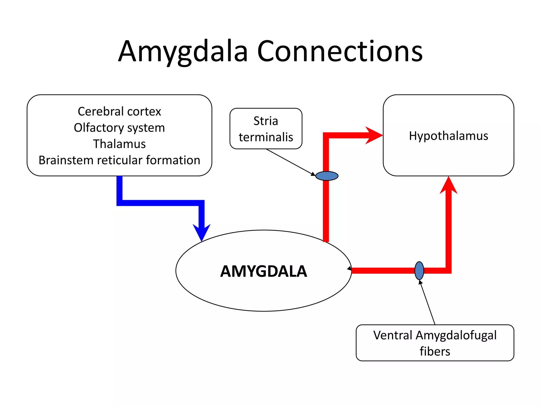 Amygdala Connections
       Cerebral cortex
                                    Stria
      Olfactory system
                                 terminalis         Hypothalamus
          Thalamus
Brainstem reticular formation




                                AMYGDALA


                                              Ventral Amygdalofugal
                                                       fibers
 