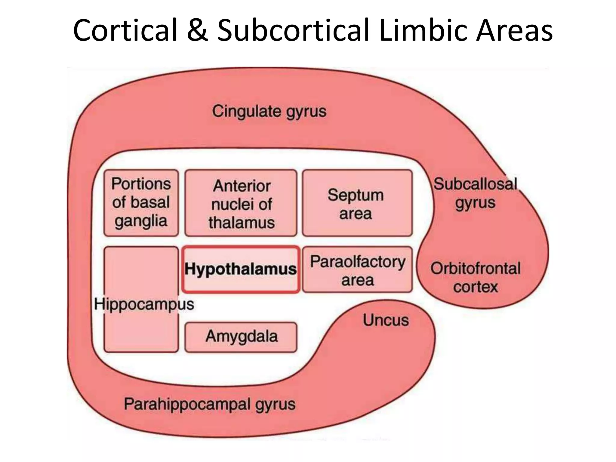 Cortical & Subcortical Limbic Areas
 