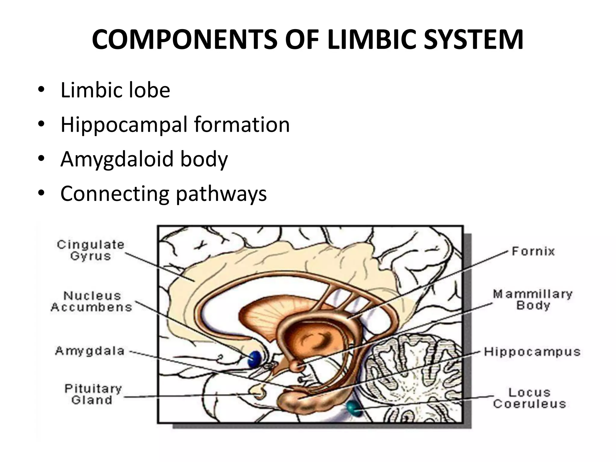 COMPONENTS OF LIMBIC SYSTEM
•   Limbic lobe
•   Hippocampal formation
•   Amygdaloid body
•   Connecting pathways
 