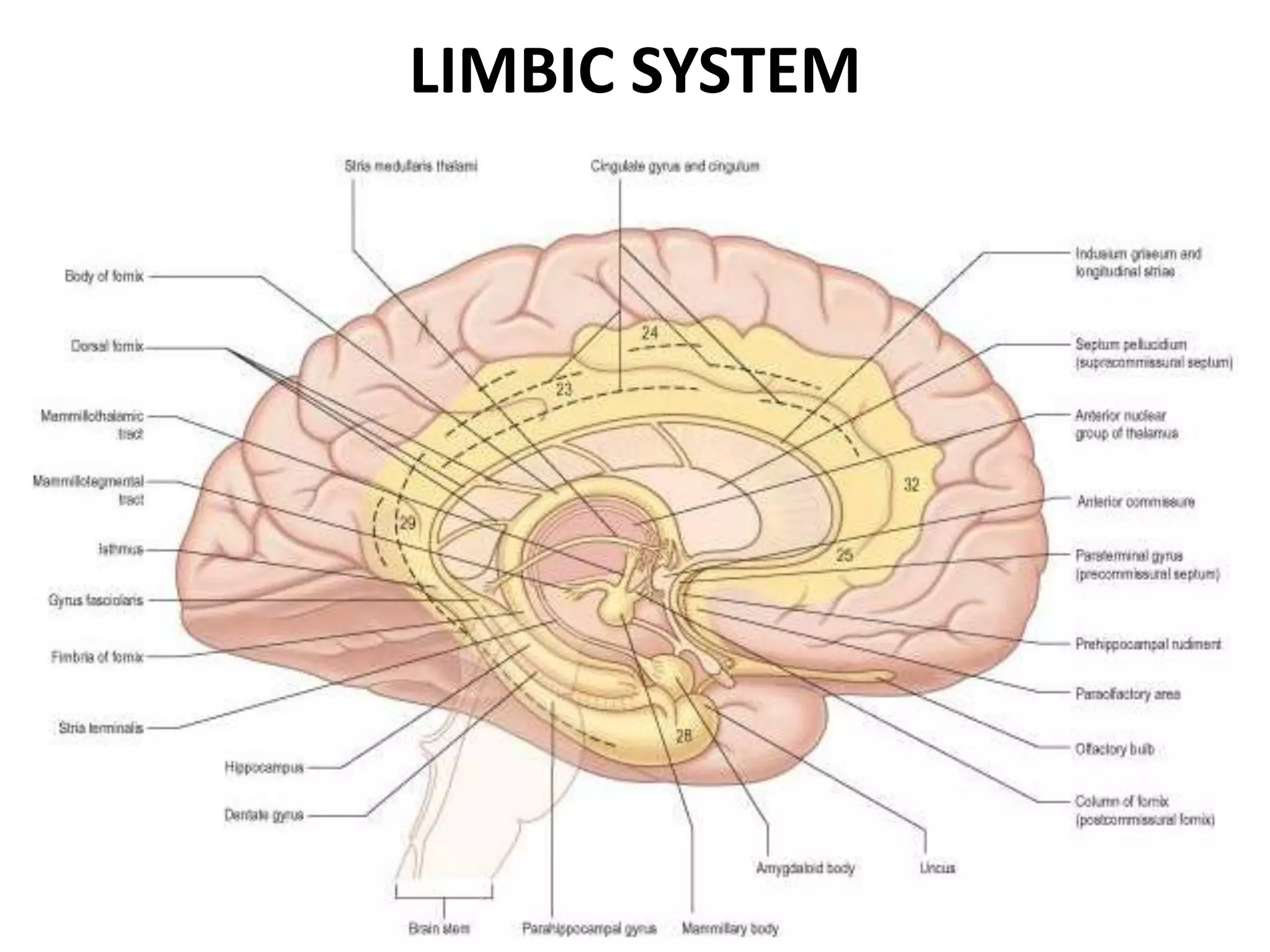 LIMBIC SYSTEM
 