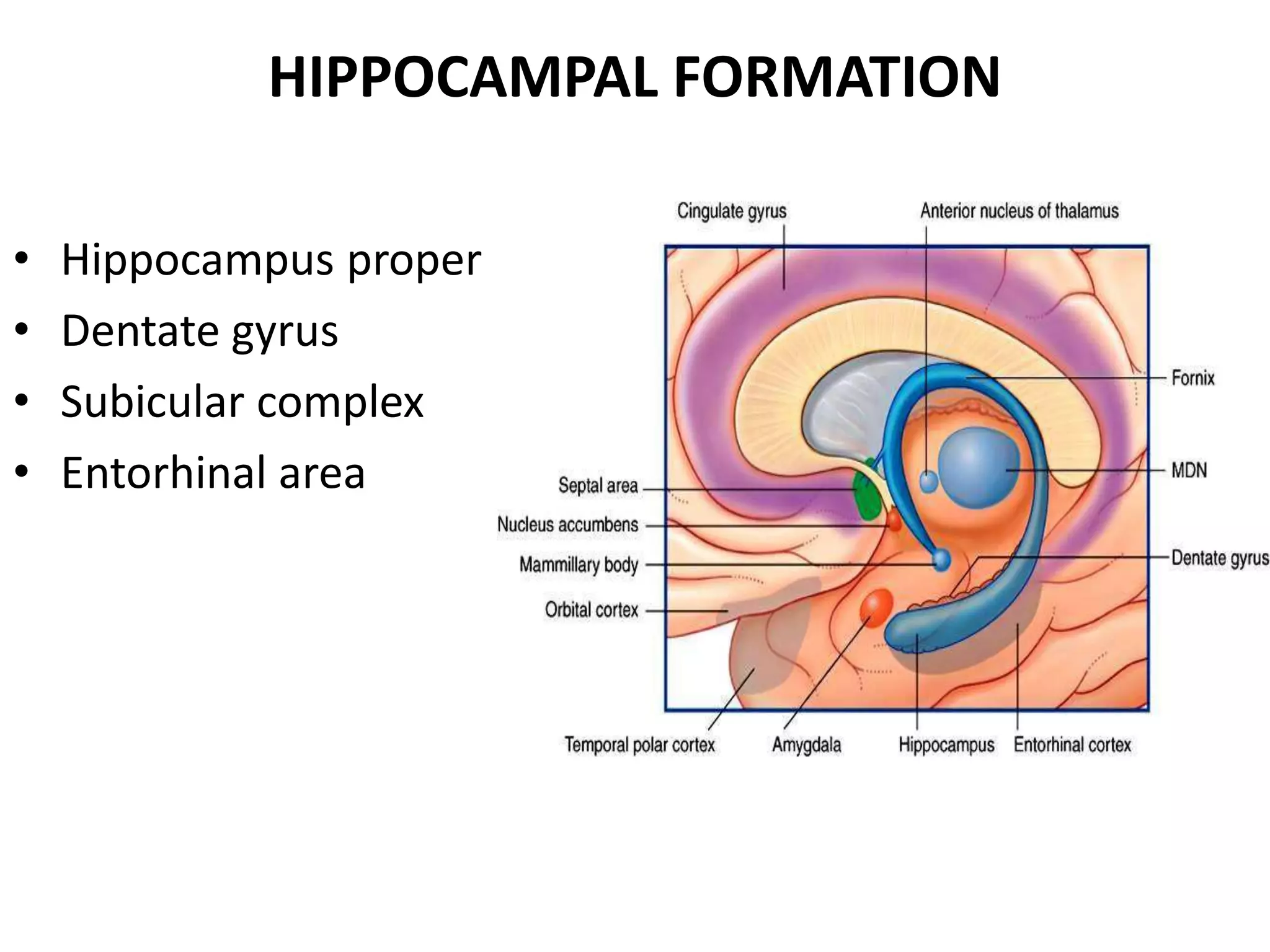HIPPOCAMPAL FORMATION

•   Hippocampus proper
•   Dentate gyrus
•   Subicular complex
•   Entorhinal area
 