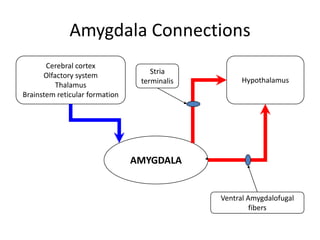 Ventral Amygdalofugal Pathway