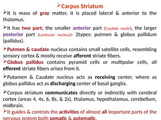 Carpus Striatum
It is mass of gray matter, it is placed lateral & anterior to the
thalamus.
It has two part; the smaller anterior part (Caudate nuclei), the larger
posterior part (Lanticular nucleus)- 2types; putmen & globus pallidum
(pallidus).
Putmen & caudate nucleus contains small satellite cells, resembling
sensory cortex & mostly receive afferent striate fibers.
Globus pallidus contains pyramid cells or multipolar cells, all
efferent striate fibers arises from it.
Putamen & Caudate nucleus acts as receiving center, where as
globus pallidus act as discharging center of basal ganglia.
Corpus striatum communicates directly or indirectly with cerebral
cortex (areas 4, 4s, 6, 8s, & 2s), thalamus, hypothalamus, cerebellum,
midbrain.
It guides & controls the activities of almost all important parts of the
nervous system both somatic & automatic.
 