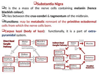 Substantia Nigra
It is the a mass of the nerve cells containing melanin (hence
blackish colour).
It lies between the crus-cerebri & tagmentum of the midbrain.
Functions: may be metabolic remnant of the primitive ectodermal
cells from which the nerve cells born.
Carpus luysi (body of luys): functionally, it is a part of extra-
pyramidal system.
 