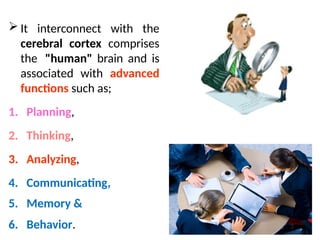  It interconnect with the
cerebral cortex comprises
the "human" brain and is
associated with advanced
functions such as;
1. Planning,
2. Thinking,
3. Analyzing,
4. Communicating,
5. Memory &
6. Behavior.
 