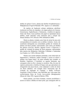 2. Abelhas da Caatinga
101
abelhas do gênero Centris, plantas das famílias Scrophulariaceae e
Malpighiaceae (Vogel & Machado 1991, Aguiar et al. submetido).
Os machos de Euglossini coletam substâncias odoríferas
(essências) em flores de orquídeas e de alguns gêneros de Araceae,
Gesneriaceae, Euphorbiaceae e Solanaceae, e também de algumas
fontes não florais. Esses perfumes têm papel na reprodução dessas
abelhas, sendo utilizados como elementos para a atração das
fêmeas (Dodson 1975, Oliveira 1998, Schlindwein 2000).
Dentre as plantas visitadas como fonte de néctar há uma certa
correspondência de tamanho com as abelhas visitantes. Assim, são
usualmente distinguidas nas comunidades guildas de visitantes de
plantas com flores grandes, representadas, entre outras, por abelhas
dos gêneros Xylocopa, Bombus, algumas Centris e Euglossini, e
guildas de visitantes de plantas de flores pequenas, representadas
pela maioria dos Meliponini, Halictidae, Colletidae e Andrenidae
(ver Frankie et al. 1983 e Oliveira 1998).
Plantas com corolas tubulares profundas, como observado em
bignoniáceas e lamiáceas, podem restringir o acesso ao néctar a
abelhas com língua longa e de maior tamanho (por exemplo, os
Bombini, Euglossini e Centridini) ou aquelas diminutas, que
conseguem entrar na flor e alcançar os nectários. Mas, há casos de
espécies pertencentes a famílias de língua curta que apresentam um
alongamento das peças bucais, como adaptação à coleta de néctar
em flores tubulares. Um exemplo desse interessante tipo de
evolução foi registrado na Caatinga: a abelha Ceblurgus
longipalpis Urban & Moure, uma Halictidae que visita quase que
exclusivamente flores de Cordia leucocephala (Boraginaceae)
(Moure & Urban 1993, Aguiar & Martins 1994).
Outras plantas, com flores fechadas, somente possibilitam o
acesso ao néctar a abelhas de maior porte, que conseguem abrir as
 