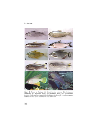 R.S. Rosa et al.
150
Figura 2. Peixes da Caatinga. (A) Steindachnerina notonota; (B) Psectrogaster
rhomboides; (C) Apareiodon davisi; (D) Prochilodus brevis; (E); Psellogrammus
kennedyi; (F) Serrasalmus brandtii; (G) Moenkhausia lepidura; (H) Triportheus signatus;
(I) Simpsonichthys igneus e (J) Simpsonichthys fulminantis.
A B
DC
E
I
G H
J
F
 