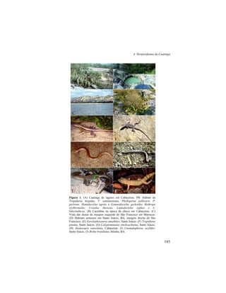 4. Herpetofauna da Caatinga
185
Figura 1. (A) Caatinga de lageiro em Cabaceiras, PB. Habitat de
Tropidurus hispidus, T. semitaeniatus, Phyllopezus pollicaris, P.
periosus, Hemidactylus agrius e Gymnodactylus geckoides, Bothrops
erythromelas, Crotalus durissus, Leptodactylus syphax e L.
labyrinthicus. (B) Cacimbas na época da chuva em Cabaceiras. (C)
Vista das dunas da margem esquerda do São Francisco em Marrecas.
(D) Habitats arenosos em Santo Inácio, BA, margem direita do São
Francisco. (E) Eurolophosaurus amathites, Santo Inácio. (F) Tropidurus
pinima, Santo Inácio. (G) Calyptommatus sinebrachiatus, Santo Inácio.
(H) Anotosaura vanzolinia, Cabaceiras. (I) Cnemidophorus ocellifer,
Santo Inácio. (J) Briba brasiliana, Ibiraba, BA.
A B
C D
E F
G H
I J
 