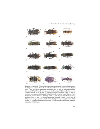 9. Diversidade de Cerambycidae na Caatinga
399
Prancha 1. Espécies de Cerambycidae capturadas na caatinga da região de Xingó, estados
de Alagoas e Sergipe, Brasil. 1, Acanthoderes (Psapharochrus) brunnescens Zajciw,
1963, 9 mm; 2, Achryson maculatum Burmeister, 1865, 12 mm; 3, Achryson surinamun
(Linnaeus, 1767), 13 mm; 4, Adetus fuscoapicalis Breuning, 1942, 8 mm; 5, Alienosternus
cristatus (Zajciw, 1970), 6 mm; 6, Ambonus distinctus (Newman, 1840), 18 mm; 7,
Ambonus interrogationis (Blanchard, 1843), 16 mm; 8, Anelaphus souzai (Zajciw, 1964),
11 mm; 9, Ataxia albisetosa Breuning, 1940, 12 mm; 10, Bisaltes (Bisaltes) strandi
Breuning, 1940, 10 mm; 11, Cacostola nordestina Martins & Galileo, 1999, 8 mm; 12,
Chrysoprasis aurigena (Germar, 1824), 8 mm; 13, Cipriscola fasciata (Thomson, 1860),
13 mm; 14, Coeloprocta singularis Aurivillius, 1926, 6 mm; 15, Compsibidion campestre
(Gounelle, 1909), 10 mm.
1 2 3
4 5 6
7 8 9
10 11 12
13 14 15
 