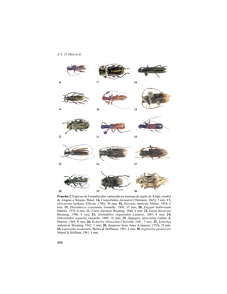 A. C. D. Maia et al.
400
Prancha 2. Espécies de Cerambycidae capturadas na caatinga da região de Xingó, estados
de Alagoas e Sergipe, Brasil. 16, Compsibidion fairmairei (Thomson, 1865), 7 mm; 17,
Dorcacerus barbatus (Olivier, 1790), 30 mm; 18, Dorcasta implicata Melzer, 1934, 6
mm; 19, Eburodacrys crassimana Gounelle, 1909, 15 mm; 20, Engyum ludibriosum
Martins, 1970, 6 mm; 21, Estola alternata Breuning, 1940, 6 mm; 22, Estola flavescens
Breuning, 1940, 8 mm; 23, Gnomidolon elegantulum Lameere, 1885, 6 mm; 24,
Heterachthes sejunctus Gounelle, 1909, 10 mm; 25, Hippopsis tuberculata Galileo &
Martins, 1988, 8 mm; 26, Ischnolea bimaculata Chevrolat, 1861, 7 mm; 27, Ischnolea
indistincta Breuning, 1942, 7 mm; 28, Juiaparus batus batus (Linnaeus, 1758), 25 mm;
29, Leptostylus nordestinus Monné & Hoffmann, 1981, 8 mm; 30, Leptostylus perniciosus
Monné & Hoffman, 1981, 9 mm.
16 17 18
19 20 21
22 23 24
25 26 27
28 29 30
 