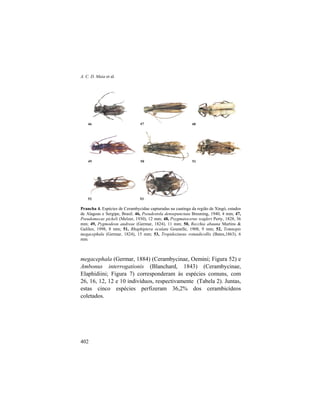 A. C. D. Maia et al.
402
Prancha 4. Espécies de Cerambycidae capturadas na caatinga da região de Xingó, estados
de Alagoas e Sergipe, Brasil. 46, Pseudestola densepunctata Breuning, 1940, 4 mm; 47,
Pseudomecas pickeli (Melzer, 1930), 12 mm; 48, Psygmatocerus wagleri Perty, 1828, 36
mm; 49, Pygmodeon andreae (Germar, 1824), 11 mm; 50, Recchia abauna Martins &
Galileo, 1998, 8 mm; 51, Rhaphiptera oculata Gounelle, 1908, 9 mm; 52, Temnopis
megacephala (Germar, 1824), 15 mm; 53, Tropidozineus rotundicollis (Bates,1863), 6
mm.
megacephala (Germar, 1884) (Cerambycinae, Oemini; Figura 52) e
Ambonus interrogationis (Blanchard, 1843) (Cerambycinae,
Elaphidiini; Figura 7) corresponderam às espécies comuns, com
26, 16, 12, 12 e 10 indivíduos, respectivamente (Tabela 2). Juntas,
estas cinco espécies perfizeram 36,2% dos cerambicídeos
coletados.
46 47 48
49 50 51
52 53
 