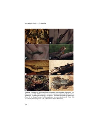 D. M. Borges-Nojosa & U. Caramaschi
466
Figura 1. Lagartos dos brejos-de-altitude do Ceará: (A) Leposoma baturitensis, (B)
Placosoma sp., (C) Colobosauroides cearensis (espécies endêmicas), (D) Polychrus
marmoratus, (E) Enyalius bibronii e (F) Mabuya cf. nigropunctata (espécies umbrófilas)
(Fotos: D. M. Borges-Nojosa). Anfíbios endêmicos dos brejos-de-altitude do Ceará: (G)
Adelophryne maranguapensis, e (H) A. baturitensis (Fotos: P. Cascon).
A
C
H
D
E
G
F
B
 