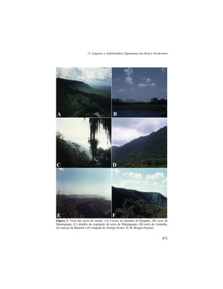 11. Lagartos e Anfisbenídeos (Squamata) dos Brejos Nordestinos
471
Figura 3. Vista das áreas de estudo. (A) Cuesta do planalto da Ibiapaba, (B) serra de
Maranguape, (C) detalhe da vegetação da serra de Maranguape, (D) serra da Aratanha,
(E) maciço de Baturité e (F) chapada do Araripe (Fotos: D. M. Borges-Nojosa).
A B
C D
E F
 